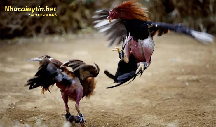 Kinh nghiệm chơi đá gà online qua mạng chỉ có thắng