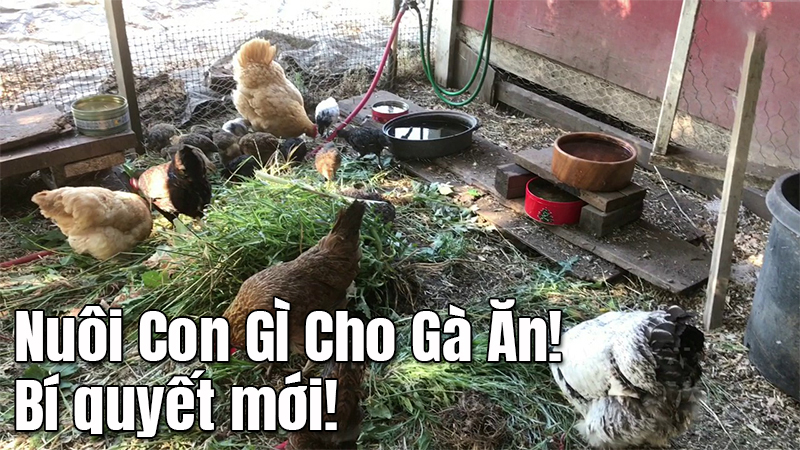 Nuôi con gì làm thức ăn cho gà? Nuôi côn trùng làm thức ăn cho gà