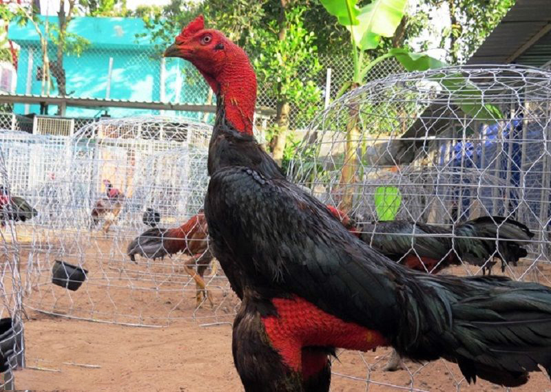 Cắt tỉa lông cho gà chọi có phải điều bắt buộc hay không?