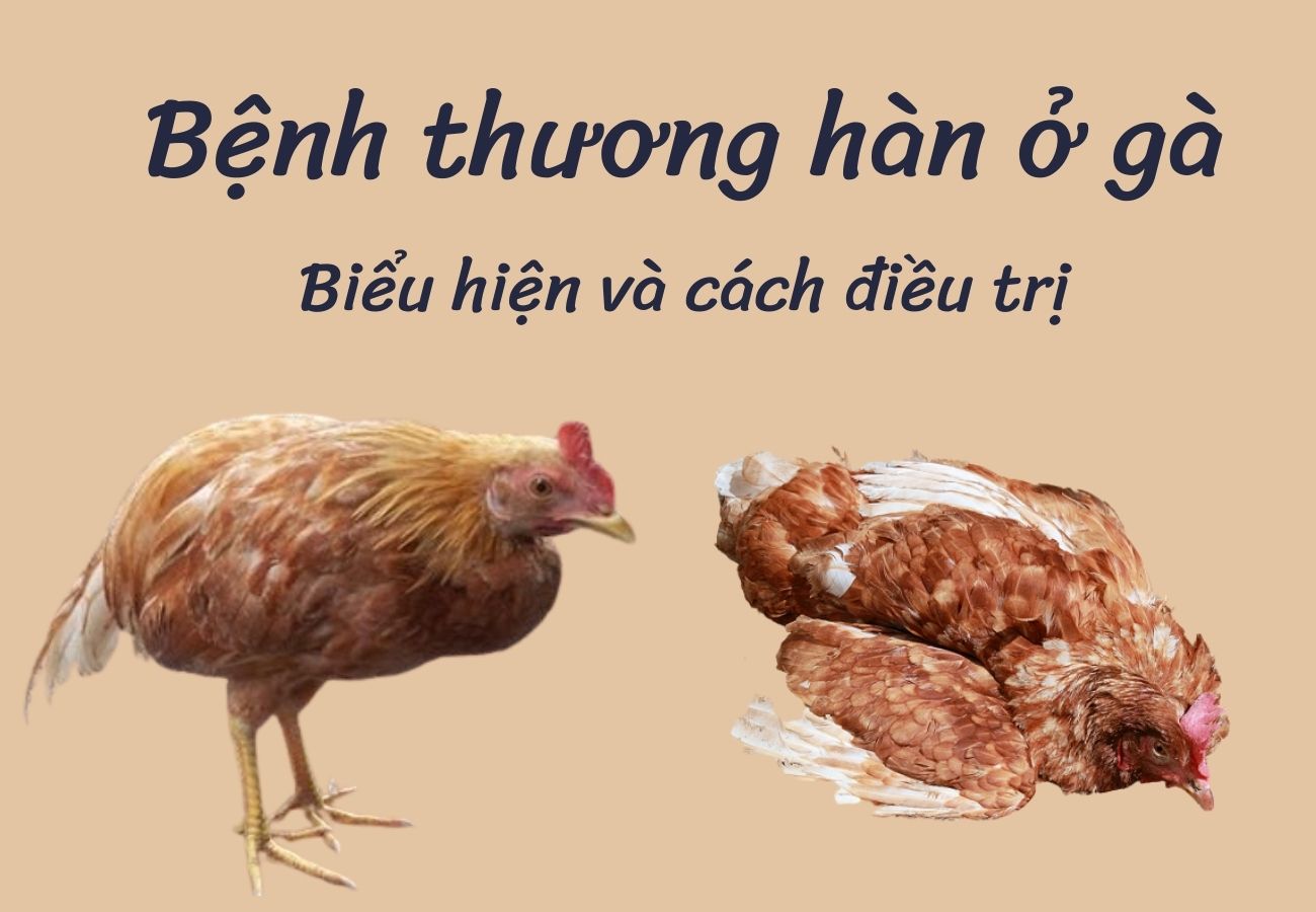 Gà bị thương hàn do nguyên nhân gì? Cách chữa trị hiệu quả