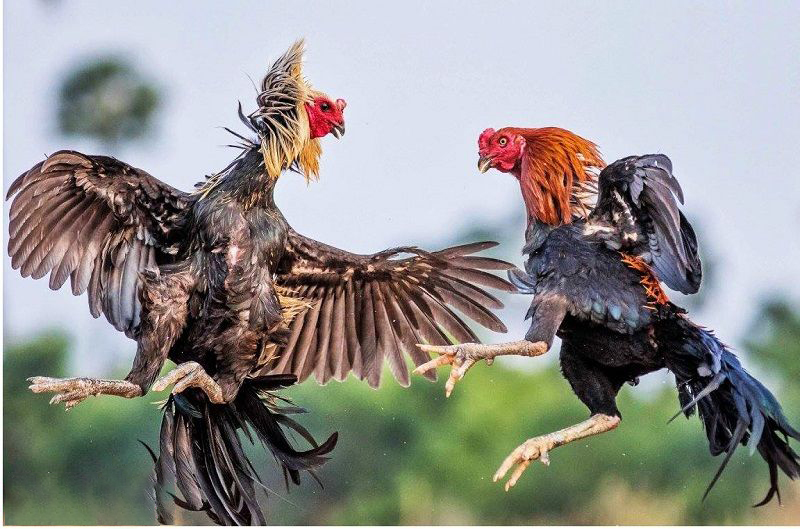 Tìm hiểu đặc tính sinh học của gà