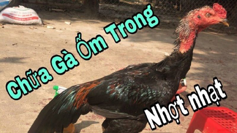 Phục hồi gà sau khi đá – Nhanh khỏe, sức bền, tải cựa tốt