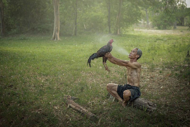 Cách nài nước cho gà – Bí thuật được chia sẻ từ nài gà