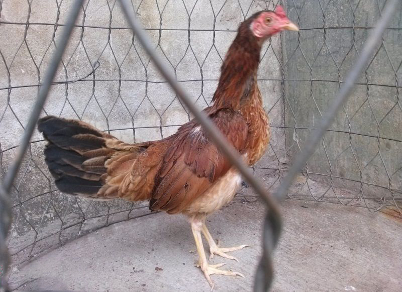 Gà mái có cựa là tốt hay xấu? Có nên chọn để phối giống ?