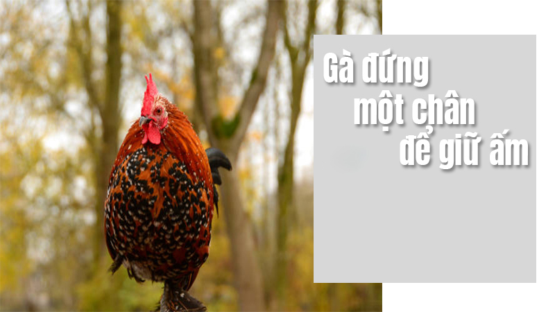 Tại sao gà đứng một chân? Bất ngờ lời giải đáp