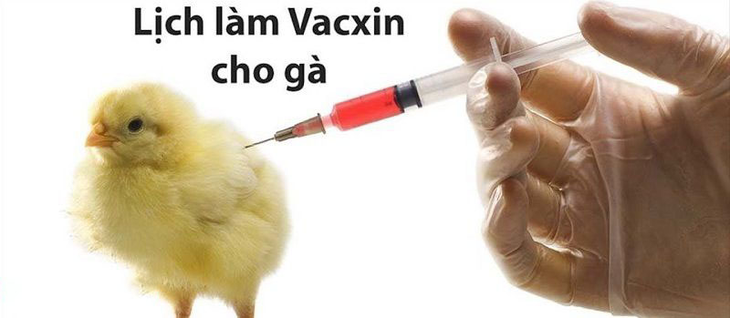 Gà chọi bị bệnh dù được tiêm phòng đầy đủ, tại sao?