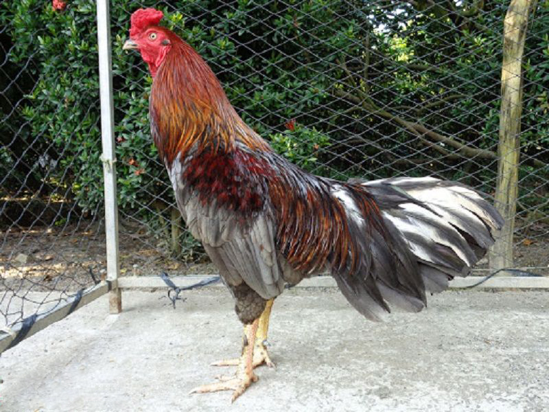 Sắc lông gà nòi – Những điều mà bạn chưa biết!