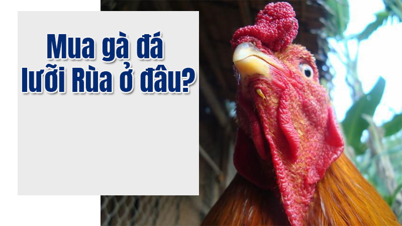 Gà lưỡi rùa là gì? Gà chọi lưỡi rùa đá hay không?