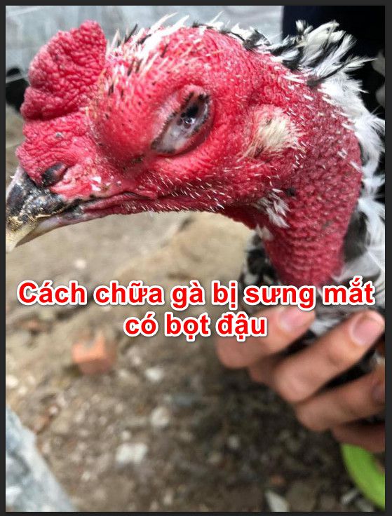 Những loại bệnh khiến gà bị mù mắt là gì? Cách chữa bệnh hiệu quả