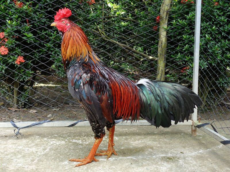 Nguyên nhân và cách điều trị hội chứng kém hấp thu ở gà?