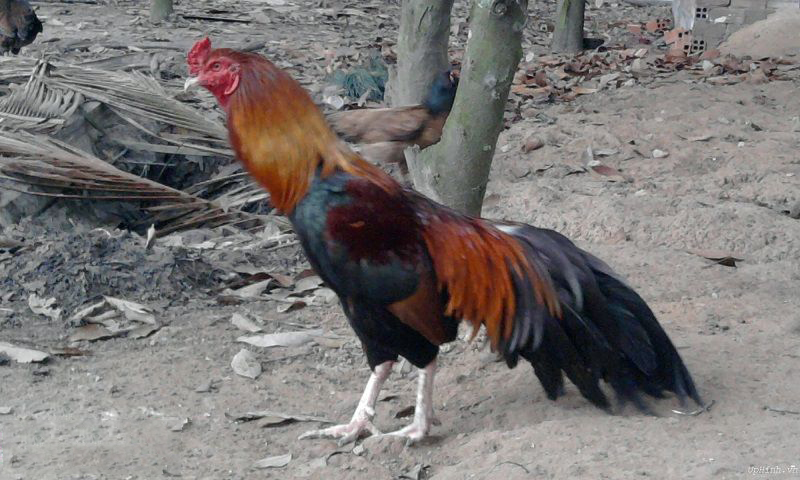 Cách chăm sóc gà bị bệnh thế nào cho đúng?