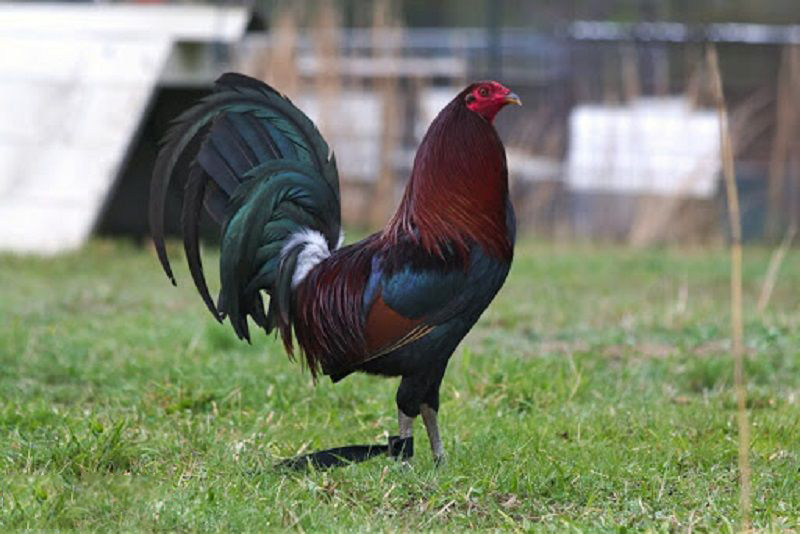 Cách nuôi gà đá của người Mỹ – Tăng bo, tải cựa cực tốt