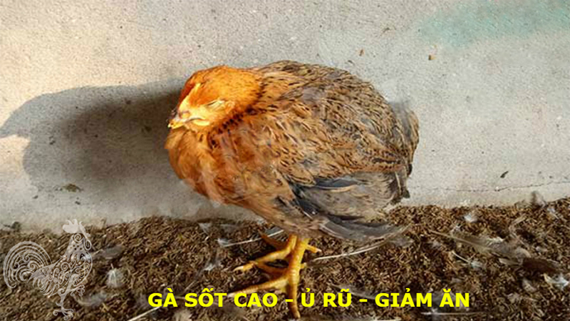 Gà con bị xệ cánh do đâu? Cách trị gà con bị ủ rũ xệ cánh