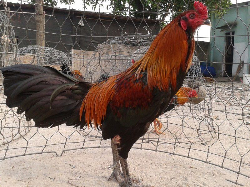 Cách nuôi gà đá chân mạnh – Bách chiến bách thắng