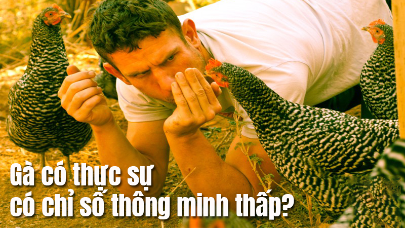 Chỉ số IQ của gà là bao nhiêu? Chi tiết IQ gà tây, gà ta