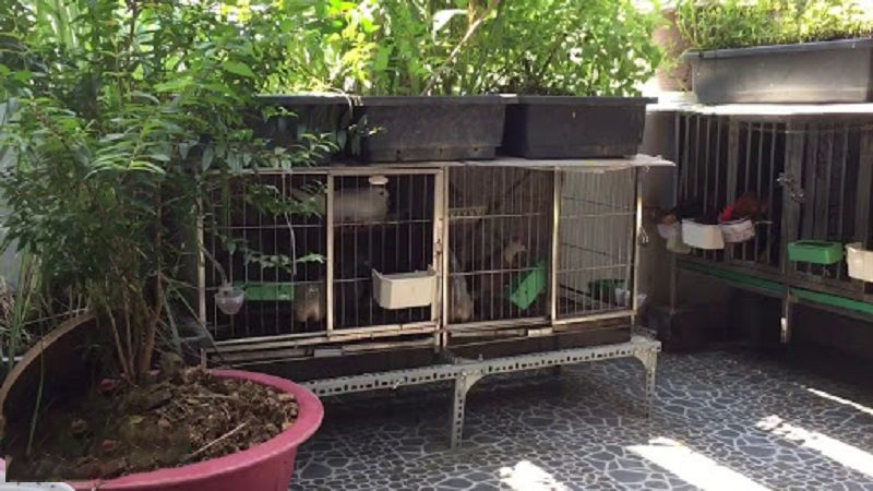 Hướng dẫn nuôi gà ở thành phố – Khi diện tích nhỏ hẹp