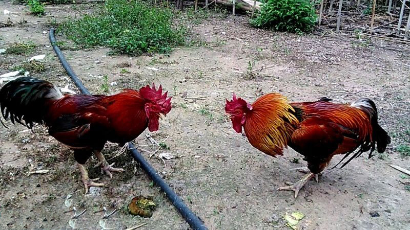 Bán gà nòi đòn 4kg – Nếu không thực sự tốt thì đừng mua