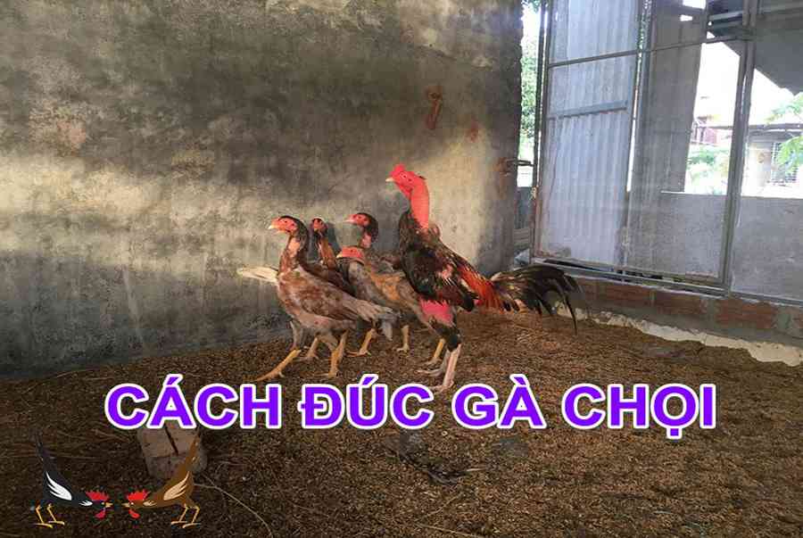 Cách đúc gà chọi nhiều trống – Đúc gà giữ dòng ra con hay