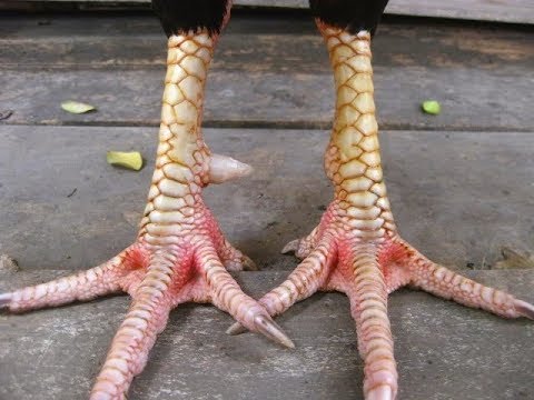 Top 8 loại vảy gà chọi độc và hiếm có của các thần kê