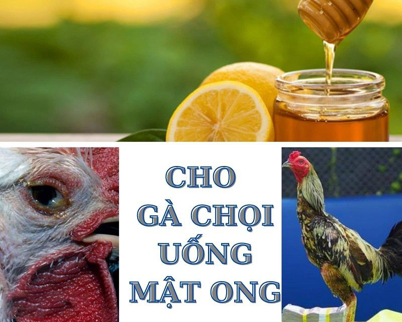 Cho gà đá uống mật ong có tốt không?