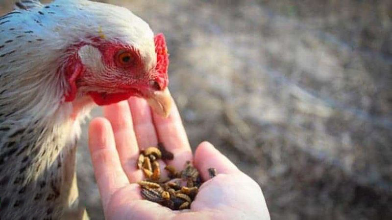 Gà sung căng – máu chiến chỉ qua 4 loại thức ăn quen thuộc